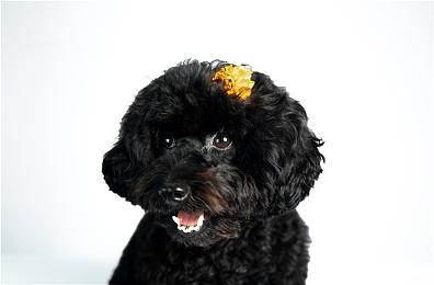 《命运2：终焉之形》DLC预购量不到《凌光之刻》1＆4